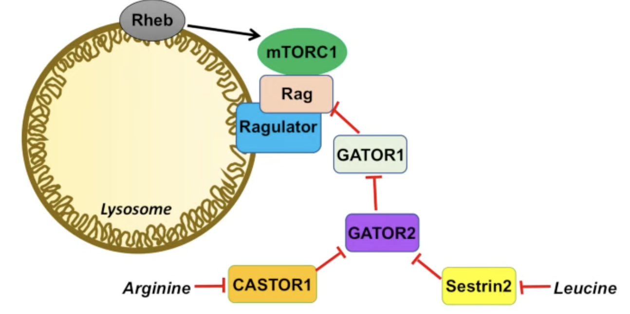 Leucine