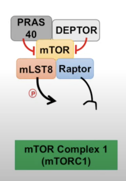 mTOR 1 complex