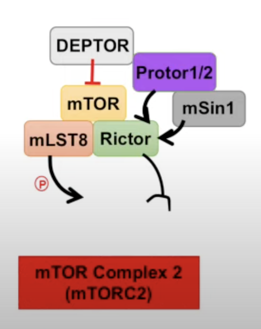 mTOR 2 complex